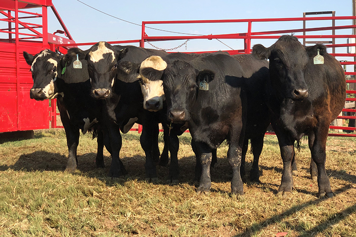 Cattle standing outside of their red pen on a farm financed by Premier Farm Credit, specializing in agribusiness, crop insurance, and farm equipment leasing