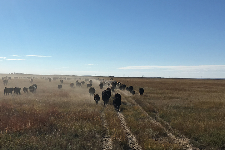A rancher moves and herds cattle to another pasture located in Colorado and a customer of Premier Farm Credit, specializing in veteran farm loan programs