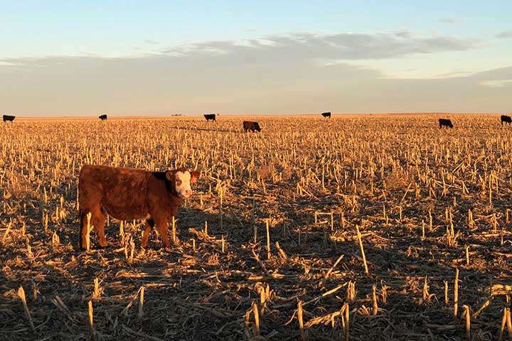 Cattle grazing on a ranch in Nebraska, a customer of Premier Farm Credit with livestock financing and cattle loans